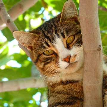 Gesundes Futter fr eine gesunde Katze