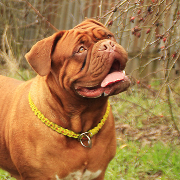 Hunde barfen mit Futterfleisch