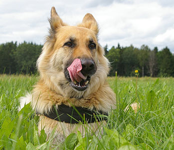 Hunde BARFEn mit Rindfleisch