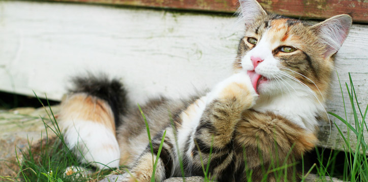 Ihre katze wird unser Futterfleisch lieben