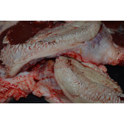 Rinderkopf und Lefzenfleisch am Stück (1000 g )